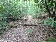 Old Upper Dover Creek Railbed 
