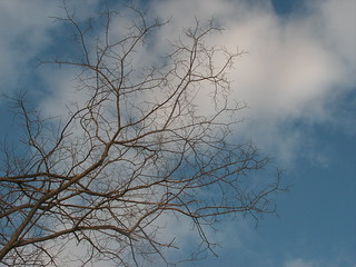 tree branches on sky