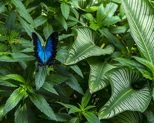 Ulysses Butterfly (Batchelor Butterfly Farm)