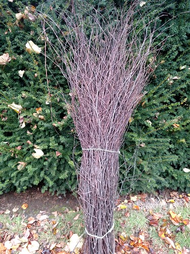 birch branches