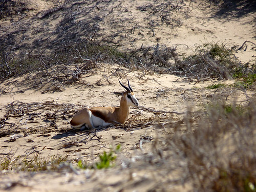 Springbok on the beach