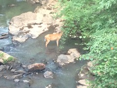Deer in Bear Creek 