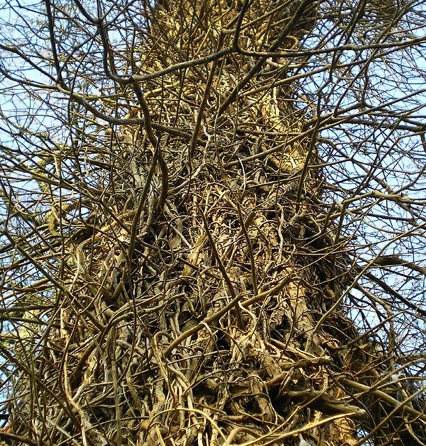 Wriggly Tree2