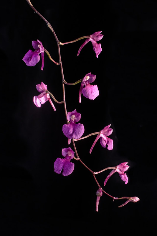 Miniatur-Orchideen Teil 3 - Seite 27 31247574130_39609ff697_c