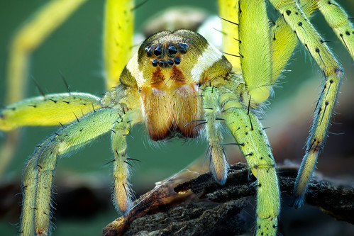 Juvenile Raft Spider