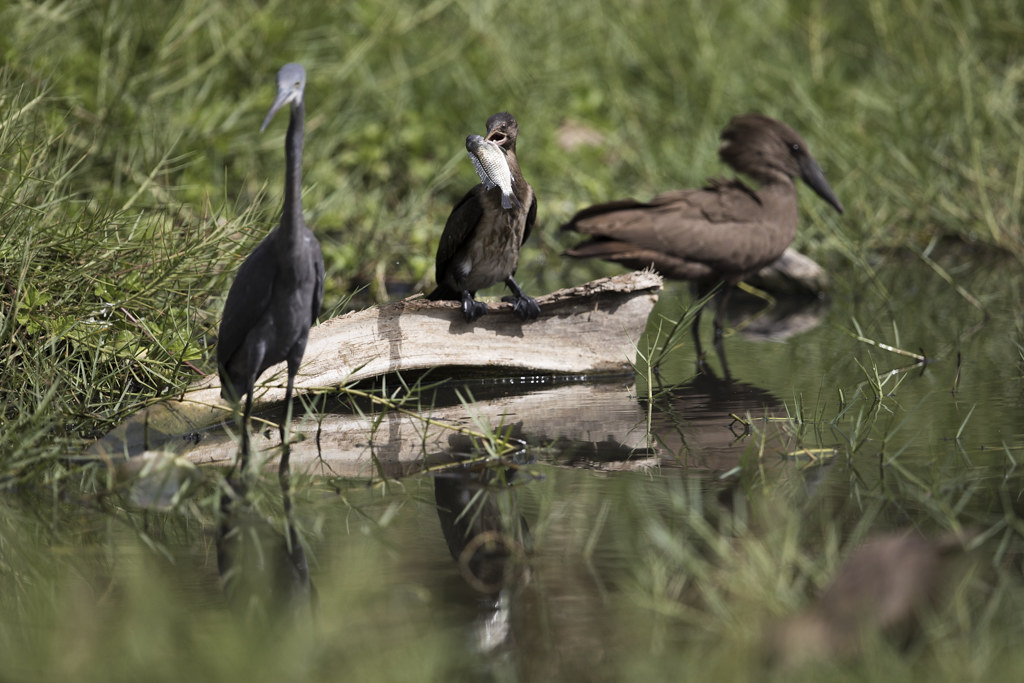 Long-tailed Cormorant_
