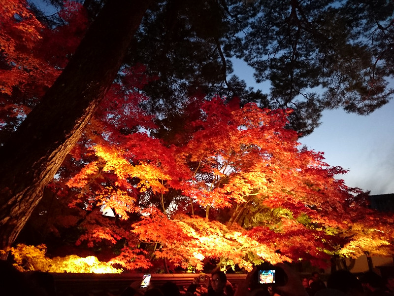 50 оттенков красного: сезон кленовых листьев в Японии 2016)))