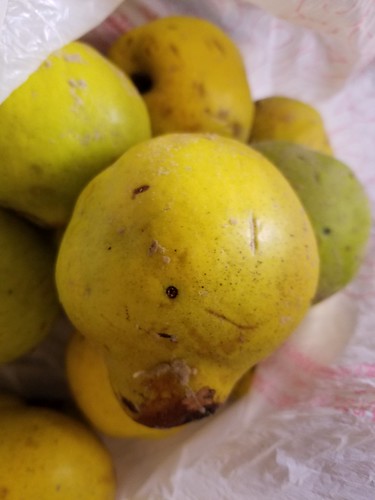 A Bag of Quince