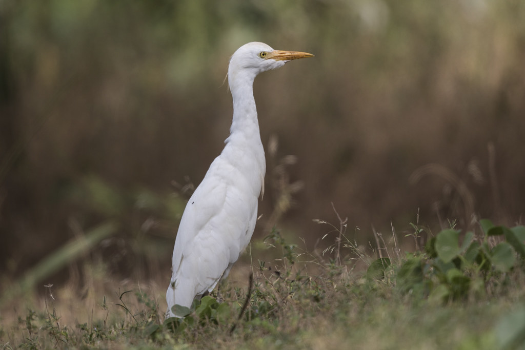 Cattle Egret    Gambia 2016