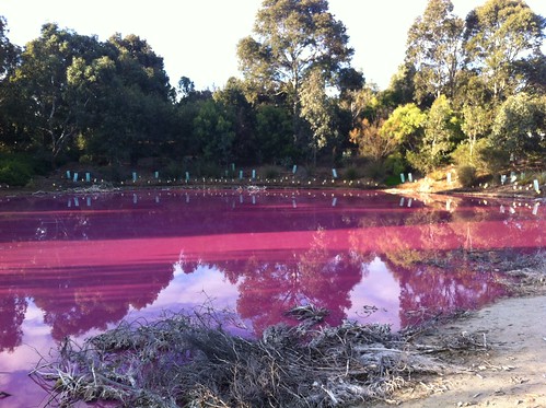 Pink Lake Melbourne