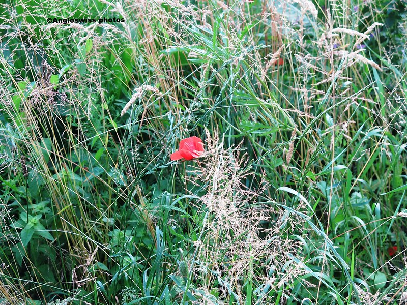 Wild Flower Meadow, Feldbrunnen