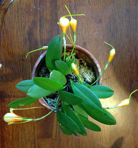 Madevallia strobelii (small form)