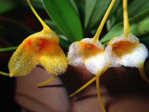 Madevallia strobelii (small form on left, big form on right)