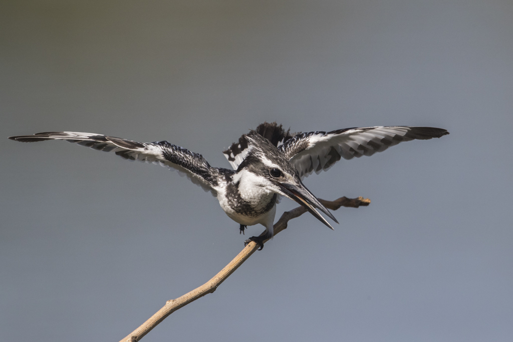 Pied Kingfishers in flight