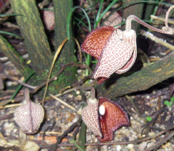 Aristolochia salvadorensis 32164411226_d6bd2934f9_o