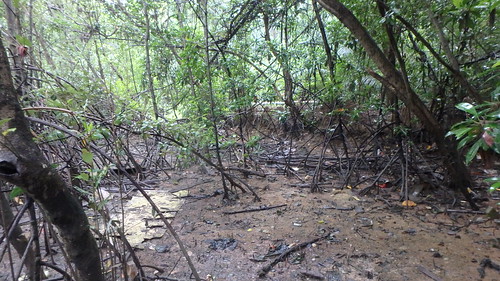 Area near Bakau mata buaya (Bruguiera hainesii) NOT trashy!