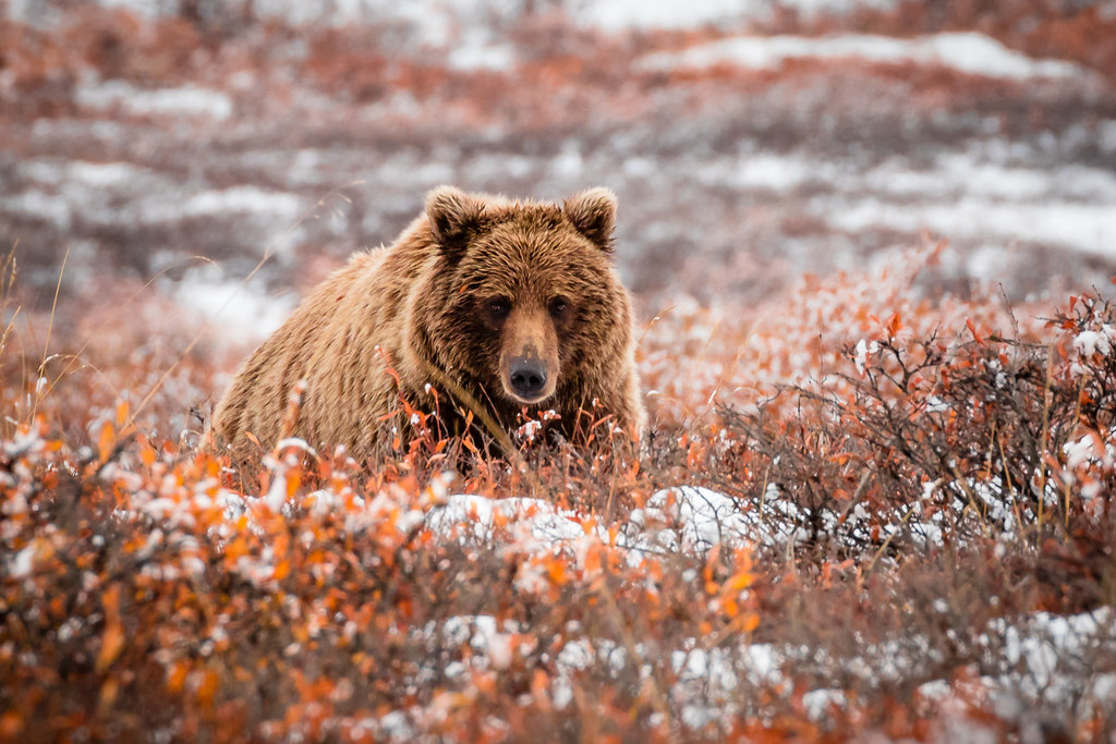Grizzly, Denali National Park