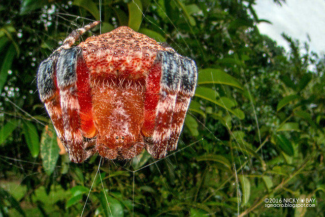 Red tent spider (Cyrtophora unicolor) - DSC_6717