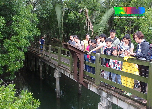 Families at Pasir Ris mangrove boardwalk