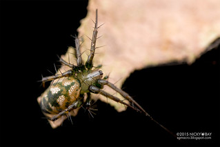 Orb weaver spider (Mangora sp.) - DSC_2132
