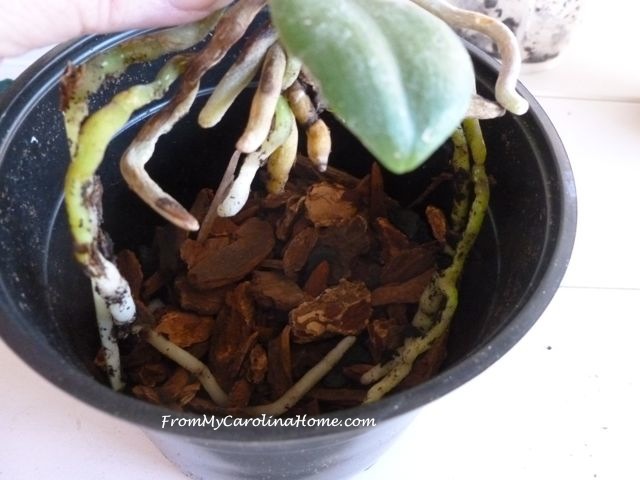 Orchid repotting 7