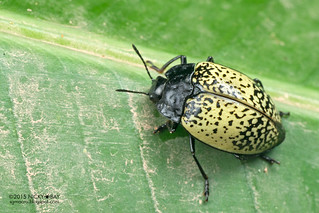 Pleasing fungus beetle (Erotylidae) - DSC_2130