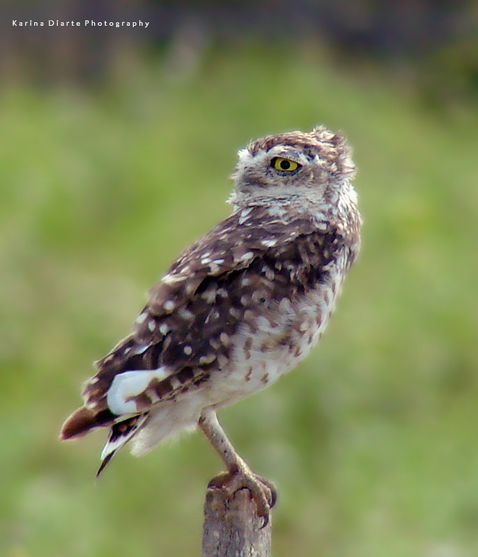 Lechucita Vizcachera / Burrowing Owl