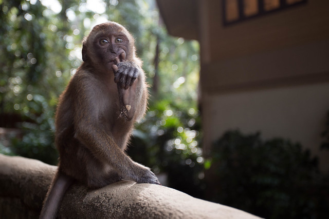 Curious George - The Thai Monkey
