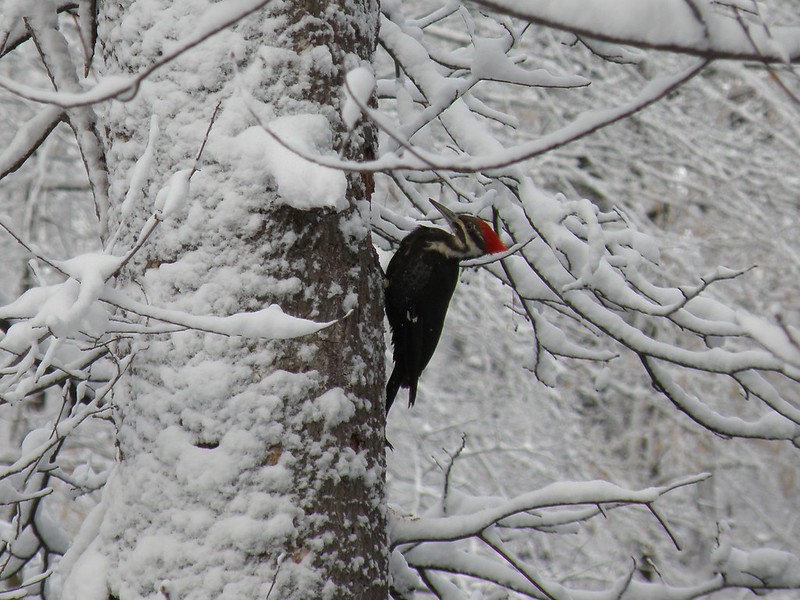 Pileated Woodpecker RRNC