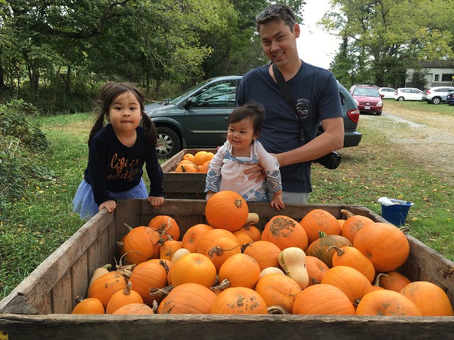 pumpkins at Crooked Run Orchard