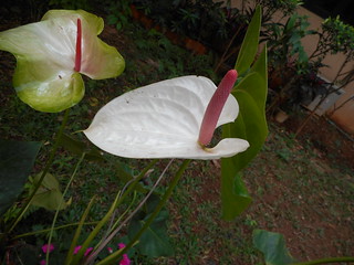 Anthurium andraeanum Linden ex André Araceae-painters pallette, flamingo flower, หน้าวัวดอก
