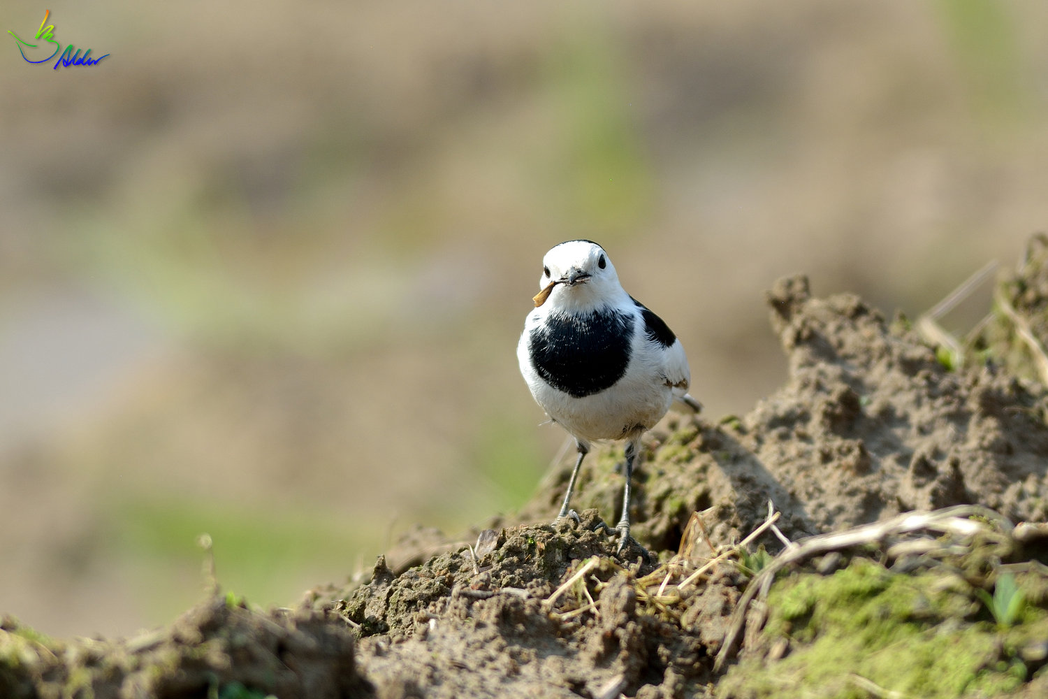 White_Wagtail_0152