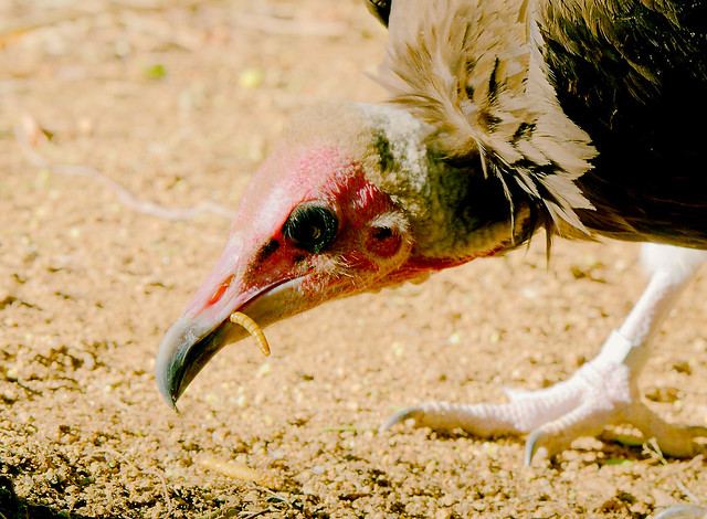 Rüppell's griffon vulture (Gyps rueppellii)