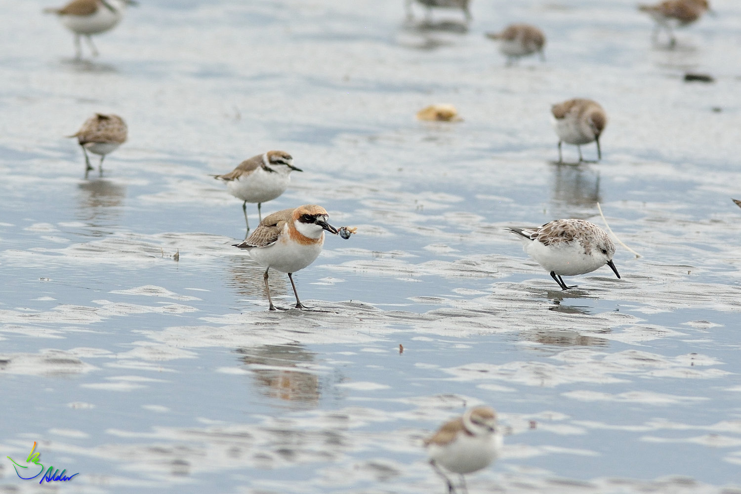 Greater_Sand_Plover_9585