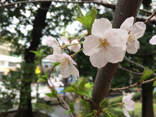 代官山アドレスの桜 2016.4.3