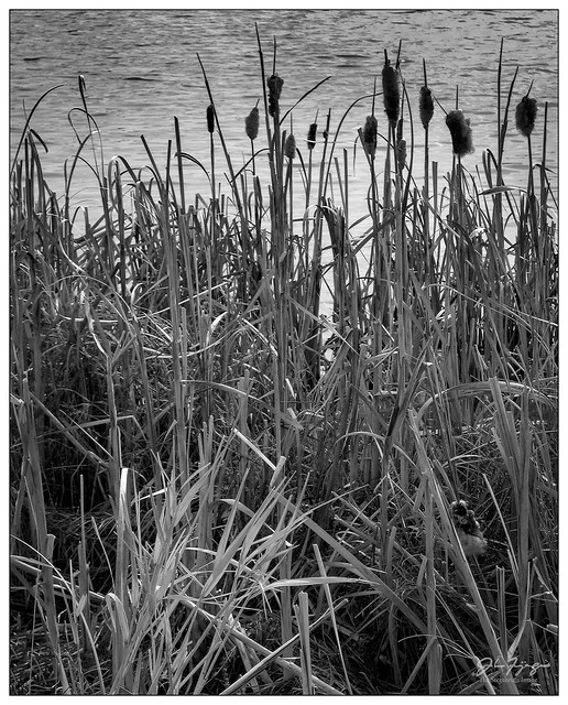 Cattails In Early Spring