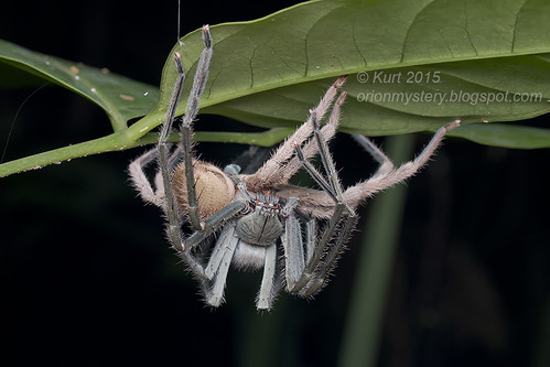 Mating huntsman spiders_MG_4146 copy
