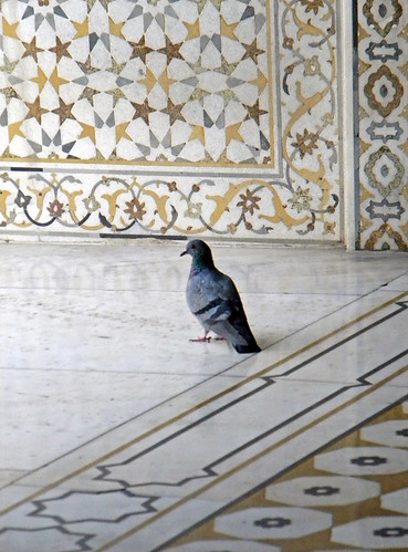 A pigeon on the patterned marble floors of the Baby Taj in Agra, India