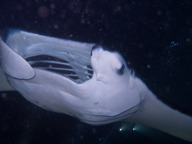 Close up of a manta ray