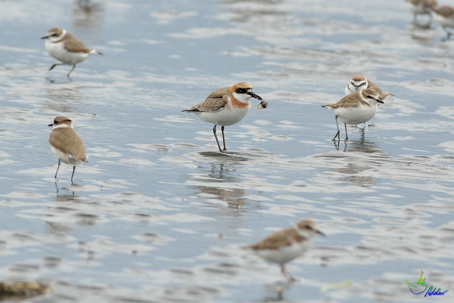 Greater_Sand_Plover_9562
