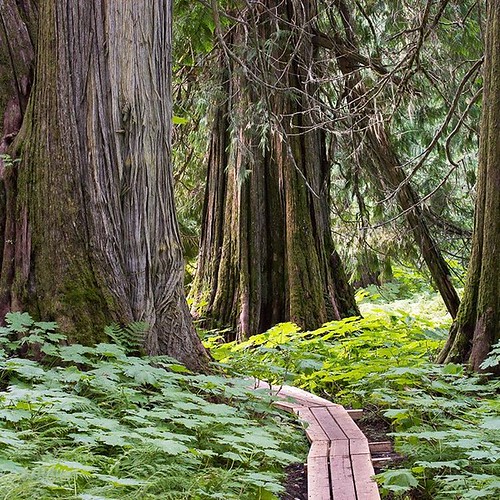 BC is getting a new provincial park! The Ancient Forest.