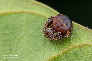 Orb weaver spider (Araneus nox) - DSC_5167