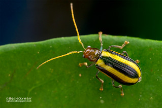 Leaf beetle (Chrysomelidae) - DSC_6403