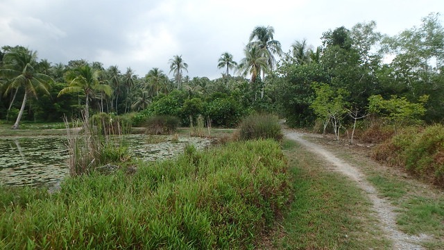 Kampung trail at Pulau Ubin