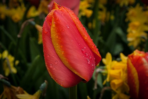 Rainy Tulip