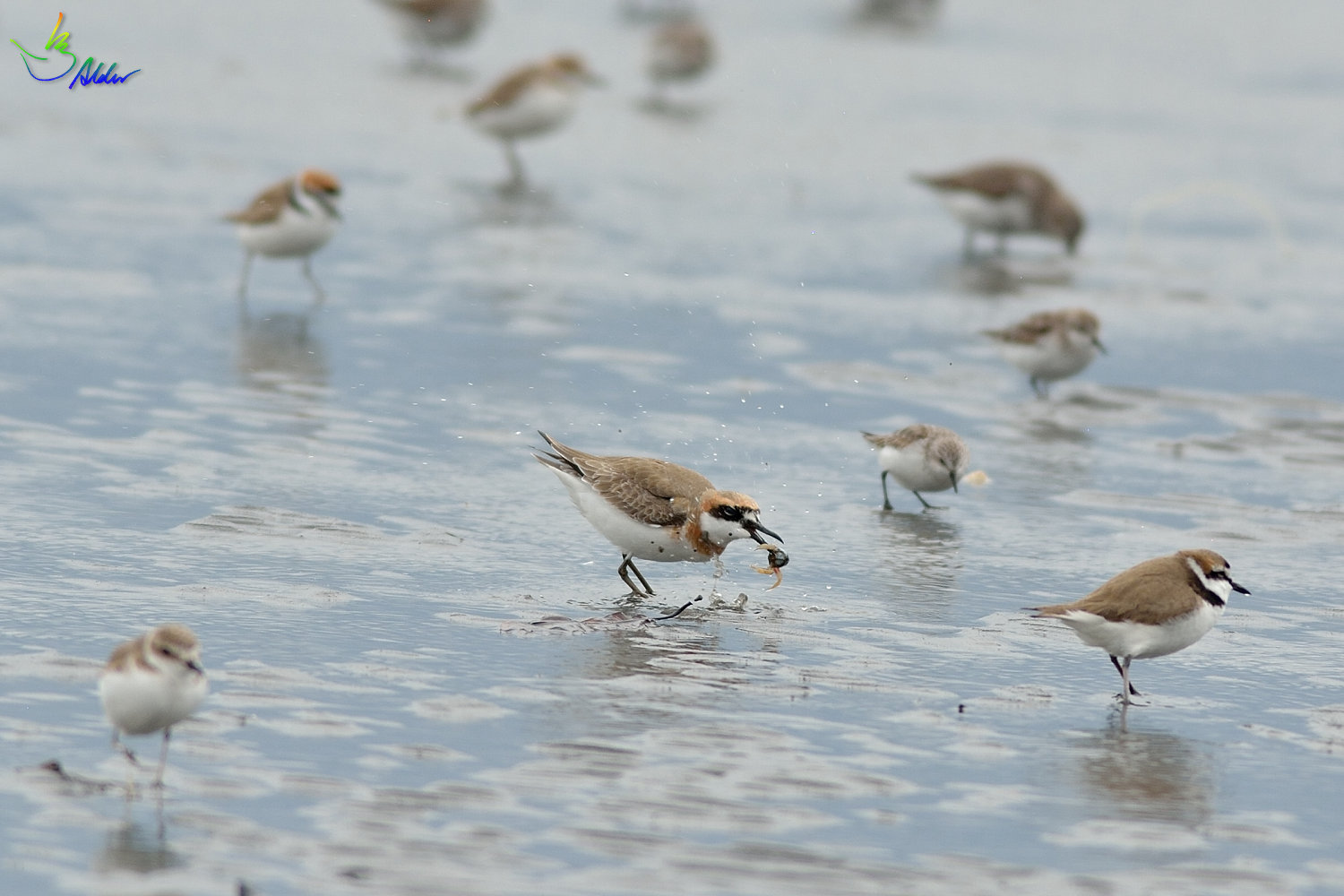 Greater_Sand_Plover_9543