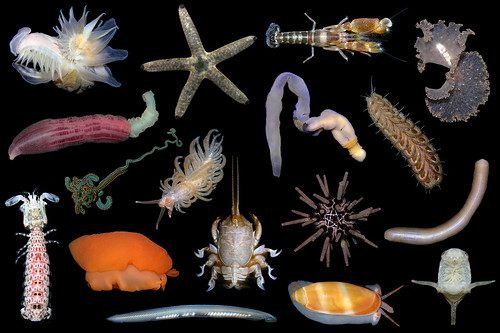 Marine invertebrates potpourri