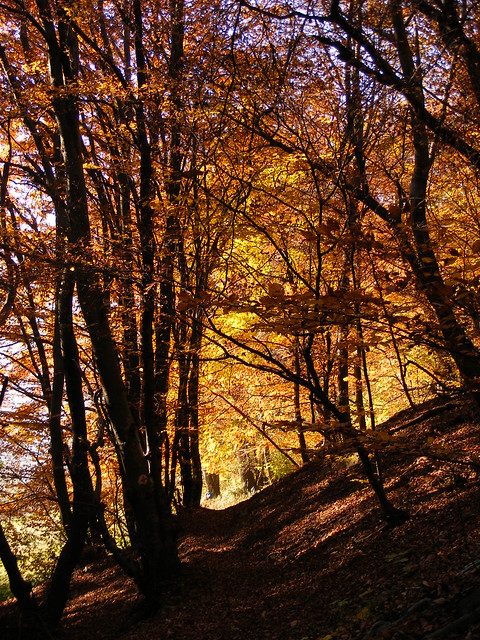 autunno sentiero nel bosco