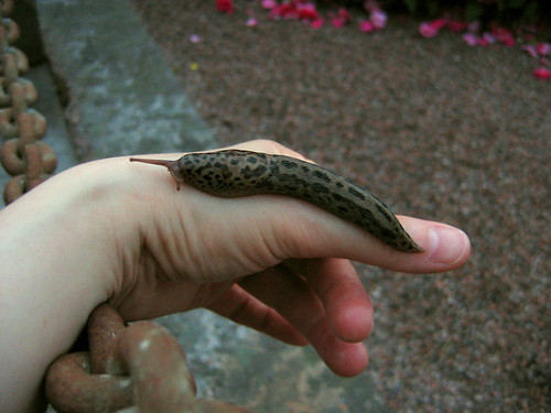Leopard slug crawling on my hand