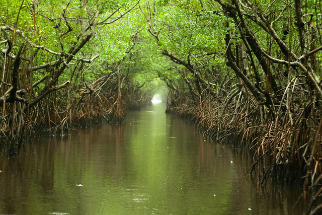 photo of Everglades